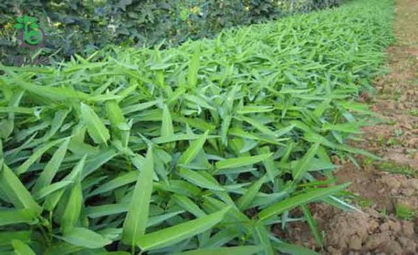 بذر اسفناج آبی تایلندی برگ بامبو پای انگام | Chinese Convolvulus Seed