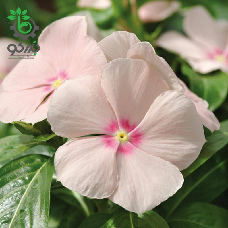 بذر پريوش آويز مديترانه رنگ هلویی | Vinca Mediterranean Xp Peach