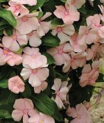 بذر پريوش آويز مديترانه رنگ هلویی | Vinca Mediterranean Xp Peach