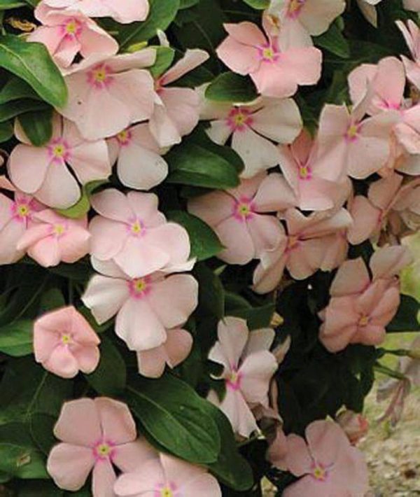 بذر پريوش آويز مديترانه رنگ هلویی | Vinca Mediterranean Xp Peach