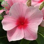 بذر وینکا آويز مديترانه رنگ توت فرنگی  | Mediterranean XP Strawberry Vinca