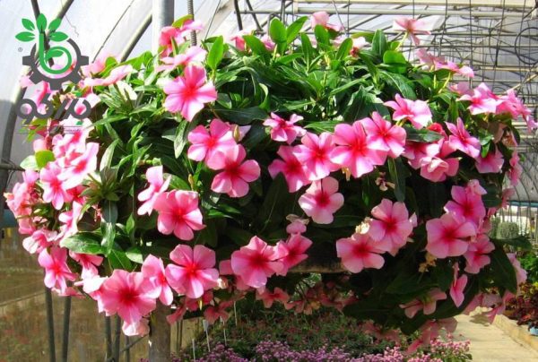 بذر وینکا آويز مديترانه رنگ توت فرنگی  | Mediterranean XP Strawberry Vinca