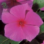 بذر پریوش مدیترانه یاس بنفش | Mediterranean Lilac Vinca F1