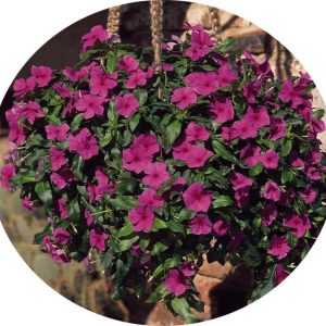 بذر پریوش مدیترانه یاس بنفش | Mediterranean Lilac Vinca F1
