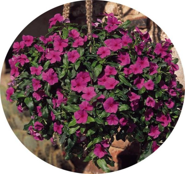بذر پریوش مدیترانه یاس بنفش | Mediterranean Lilac Vinca F1