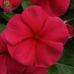 بذر گل پریوش مدیترانه آویز قرمز | Vinca Mediterranean Red F1