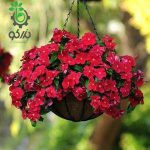 بذر گل پریوش مدیترانه آویز قرمز | Vinca Mediterranean Red F1