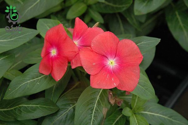 بذر گل پریوش مدیترانه آویز قرمز | Vinca Mediterranean Red F1