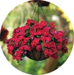 بذر گل پریوش مدیترانه آویز قرمز | Vinca Mediterranean Red F1