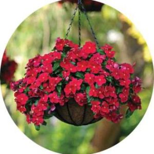 بذر گل پریوش مدیترانه آویز قرمز | Vinca Mediterranean Red F1