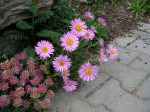 بذر گل زیبای ASTER STAR (مینا دائمی)
