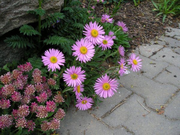 بذر گل زیبای ASTER STAR (مینا دائمی)