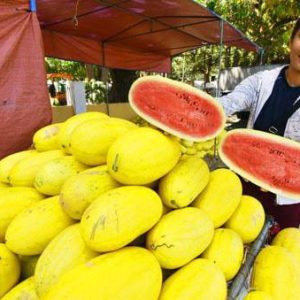 بذر هندوانه کمیاب دیانا یا هندوانه پوست زرد  | Diana 1636 Watermelon
