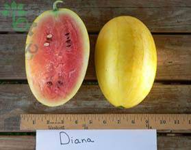 بذر هندوانه کمیاب دیانا یا هندوانه پوست زرد  | Diana 1636 Watermelon