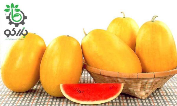 بذر هندوانه کمیاب دیانا یا هندوانه پوست زرد  | Diana 1636 Watermelon