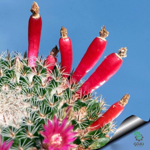 بذر مامیلاریا پربلا | مامیلاریا چشم جغدی | Mammillaria Perbella