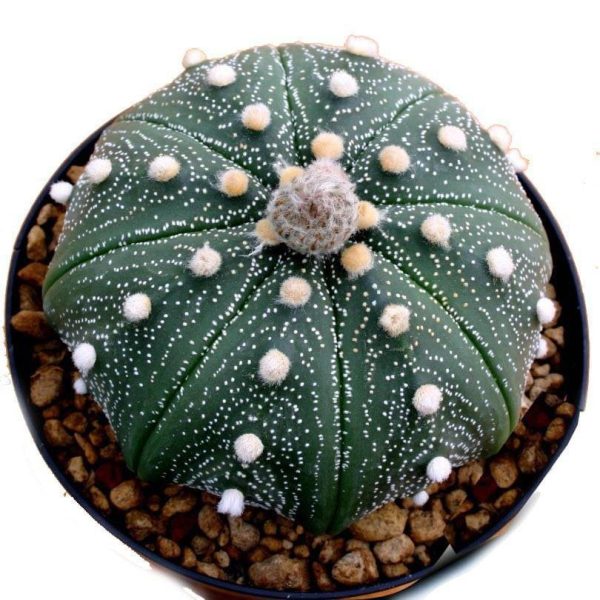 بذر کاکتوس آستروفیتوم آستریاس دکمه ای | Astrophytum asterias button