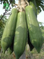 بذر پاپایا بلک کوئست | Black guest papaya Seed