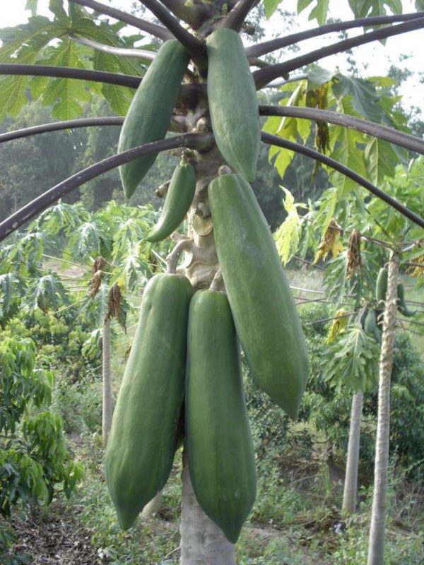 بذر پاپایا بلک کوئست | Black guest papaya Seed
