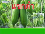 بذر پاپایا بلک کوئست | Black guest papaya Seed