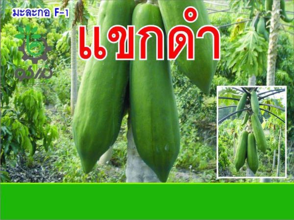 بذر پاپایا بلک کوئست | Black guest papaya Seed