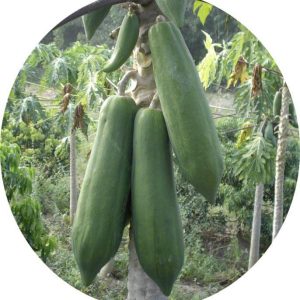 بذر پاپایا بلک کوئست | Black guest papaya Seed