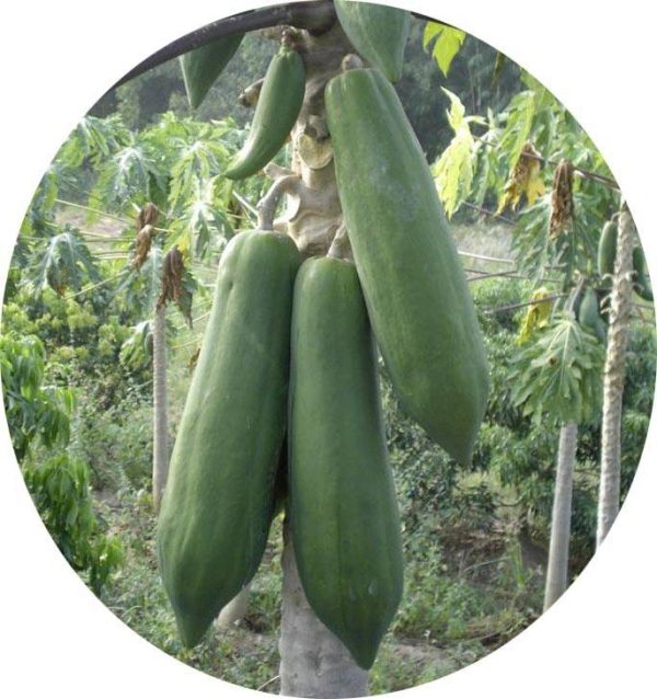 بذر پاپایا بلک کوئست | Black guest papaya Seed