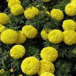 بذر گل tagetes (جعفری)