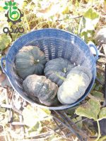 بذر کدو تنبل طلایی درخشان تونگ آمفی 425 | Thong Amphi Pumpkin 425 Seed
