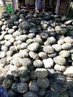 بذر کدو تنبل طلایی درخشان تونگ آمفی 425 | Thong Amphi Pumpkin 425 Seed