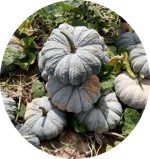 بذر کدو تنبل طلایی درخشان تونگ آمفی 425 | Thong Amphi Pumpkin 425 Seed