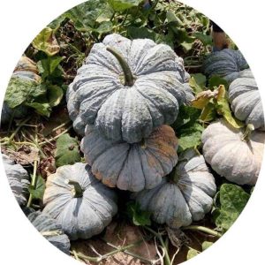 بذر کدو تنبل طلایی درخشان تونگ آمفی 425 | Thong Amphi Pumpkin 425 Seed