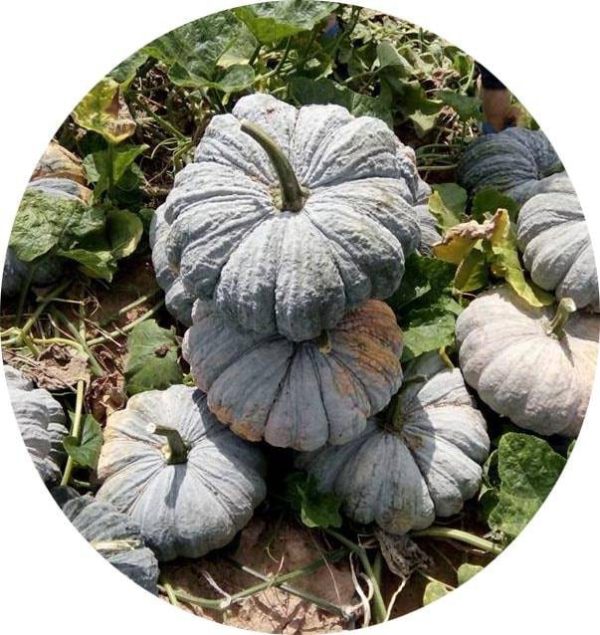 بذر کدو تنبل طلایی درخشان تونگ آمفی 425 | Thong Amphi Pumpkin 425 Seed