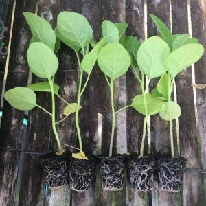 بذر بادمجان سبز کرمیت قورباغه | Kermit F1 Eggplant Seed