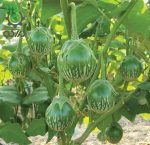 بذر بادمجان سبز کرمیت قورباغه | Kermit F1 Eggplant Seed