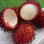بذر میوه رامبوتان یا سرخالوی مژکی یا میوه مودار | RAMBUTAN FRUIT