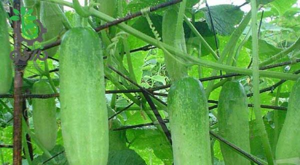 بذر خیار هیبرید واریته اسلیم | SLIM F1 HYBRID CUCUMBER