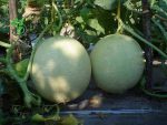 بذر ملون طالبی واریته جاذبه یا جید لاین | JADELINE F1 HYBRID CANTALUPE