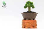 بذر آدنیوم برگ فر یا شاخ گوسفندی | Dorset Horn Adenium DHA