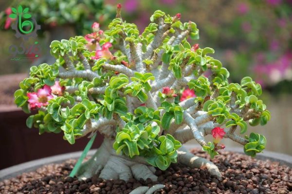 بذر آدنیوم برگ فر یا شاخ گوسفندی | Dorset Horn Adenium DHA