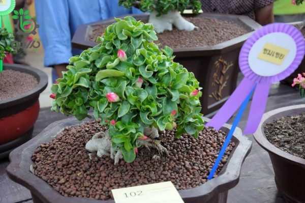 بذر آدنیوم برگ فر یا شاخ گوسفندی | Dorset Horn Adenium DHA