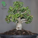 بذر آدنیوم برگ فر یا شاخ گوسفندی | Dorset Horn Adenium DHA