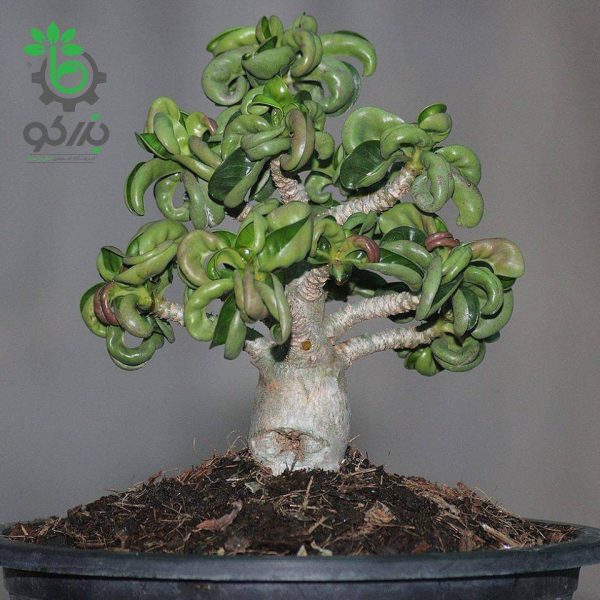 بذر آدنیوم برگ فر یا شاخ گوسفندی | Dorset Horn Adenium DHA