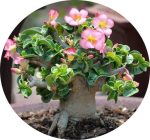 بذر آدنیوم برگ فر یا شاخ گوسفندی | Dorset Horn Adenium DHA