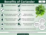 بذر گشنیز واریته شت دیپ | SHAT THIP CORIANDER