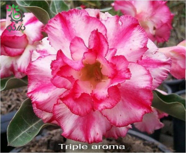 بذر آدنیوم آبسوم واریته تریپل میکس | Adenium Double Triple Flower Seed
