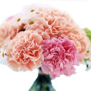 بذر گل میخک وارداتی