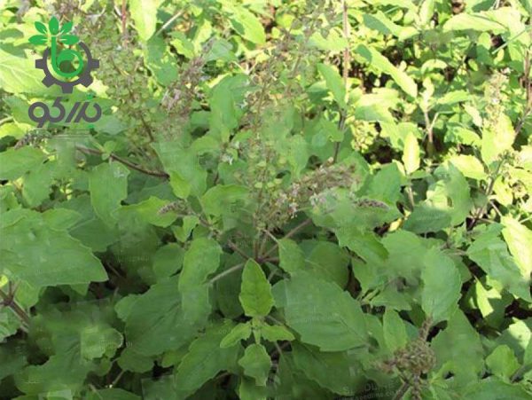 بذر ریحان تایلندی کاپرائو یا ریحان مقدس | KAPRAO HOLY BASIL