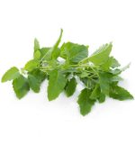 بذر ریحان تایلندی کاپرائو یا ریحان مقدس | KAPRAO HOLY BASIL