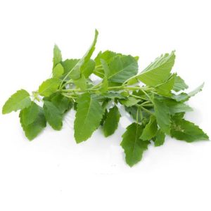 بذر ریحان تایلندی کاپرائو یا ریحان مقدس | KAPRAO HOLY BASIL